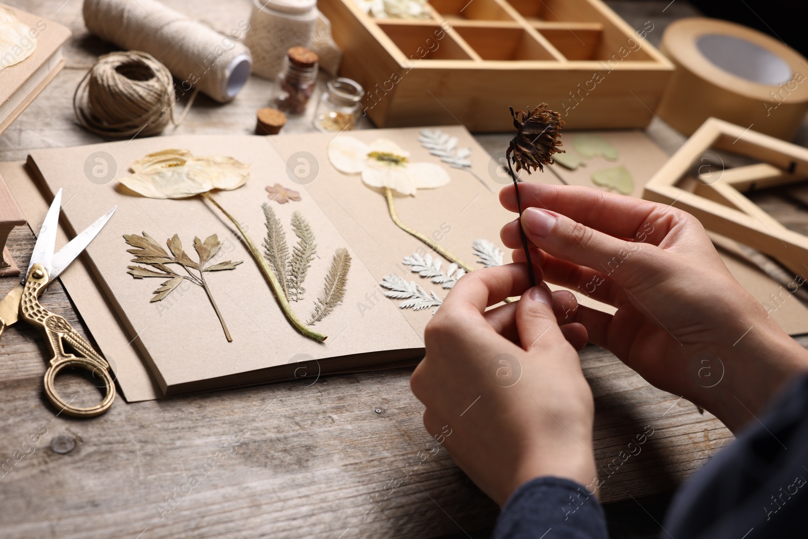 Woman putting dry flowers into notebook at wooden table, closeup Photo of Woman putting dry flowers into notebook at wooden table, closeup