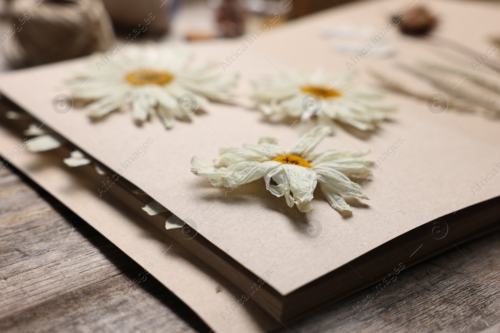 Dry chamomile flowers in notebook on wooden table, closeup Photo of Dry chamomile flowers in notebook on wooden table, closeup