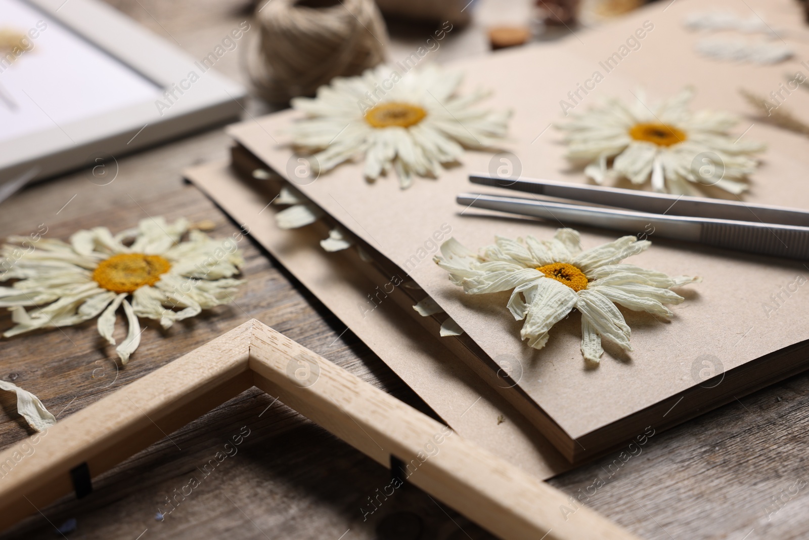 Dry chamomile flowers, notebook and tweezers on wooden table, closeup Photo of Dry chamomile flowers, notebook and tweezers on wooden table, closeup