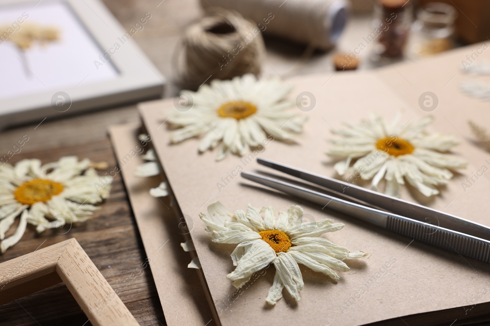 Dry chamomile flowers, notebook and tweezers on wooden table, closeup Photo of Dry chamomile flowers, notebook and tweezers on wooden table, closeup
