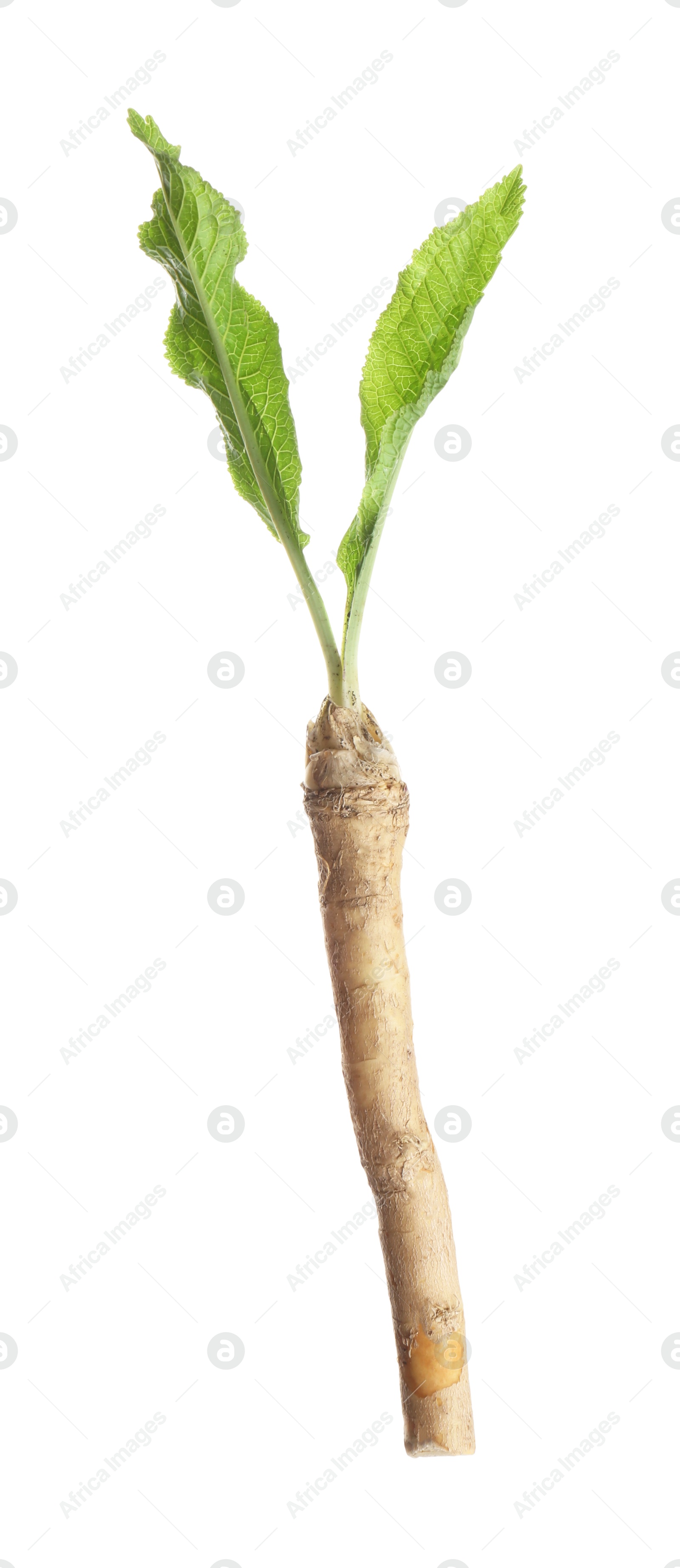 Photo of One horseradish root with leaves isolated on white