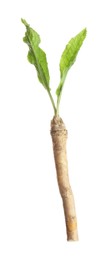 Photo of One horseradish root with leaves isolated on white