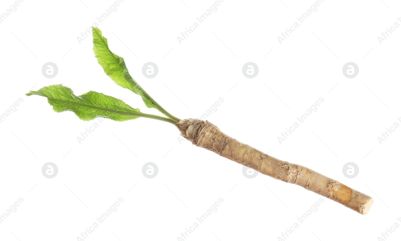 Photo of One horseradish root with leaves isolated on white