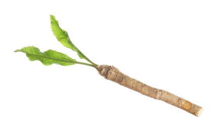 Photo of One horseradish root with leaves isolated on white