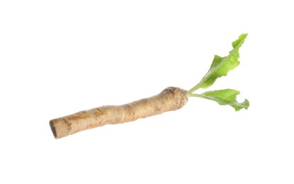 Photo of One horseradish root with leaves isolated on white