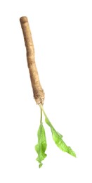 Photo of One horseradish root with leaves isolated on white
