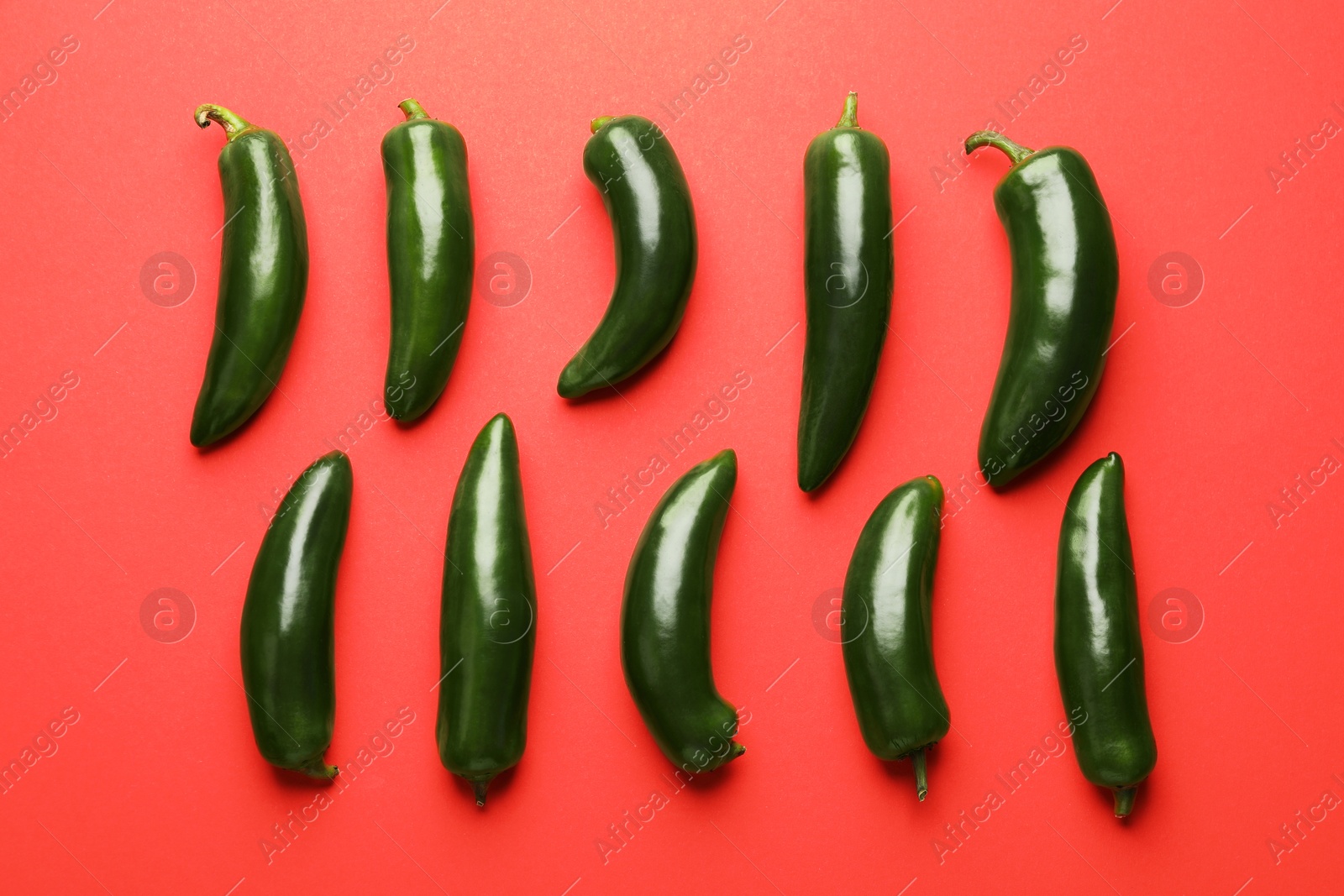 Photo of Green jalapeno peppers on red background, flat lay