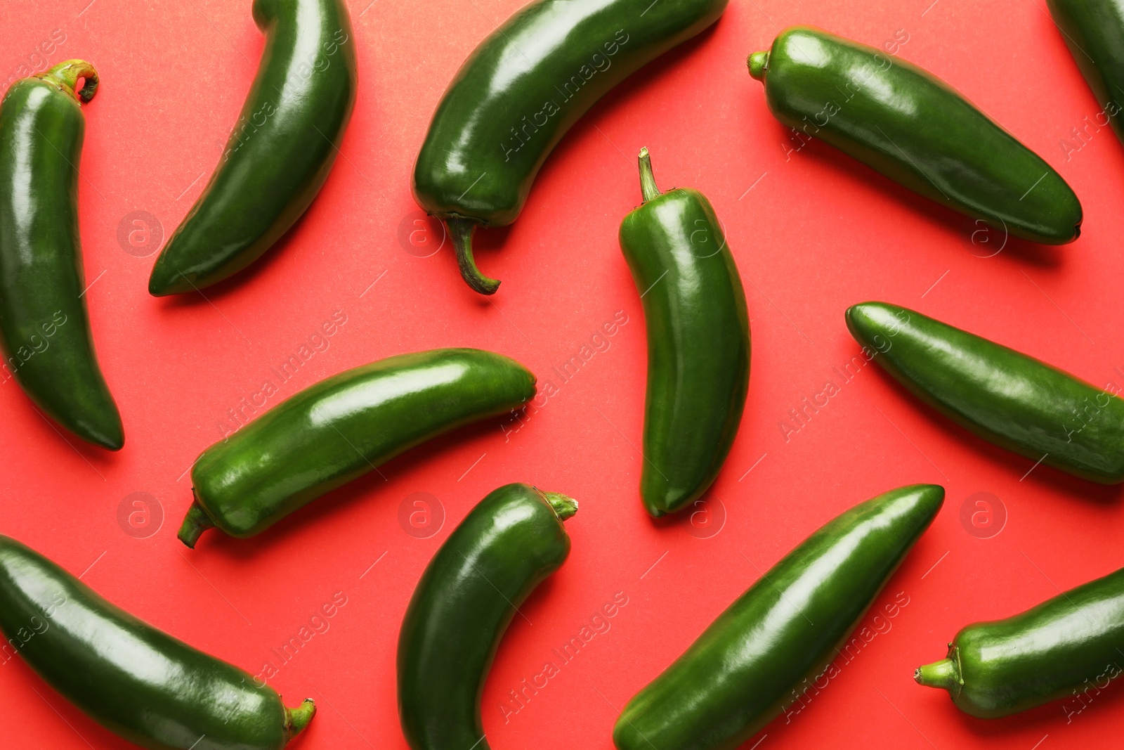 Photo of Green jalapeno peppers on red background, flat lay