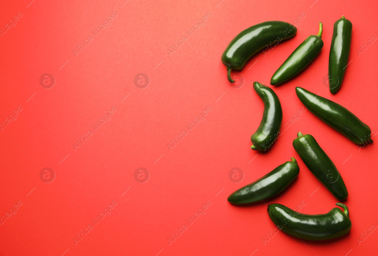 Photo of Green jalapeno peppers on red background, flat lay. Space for text