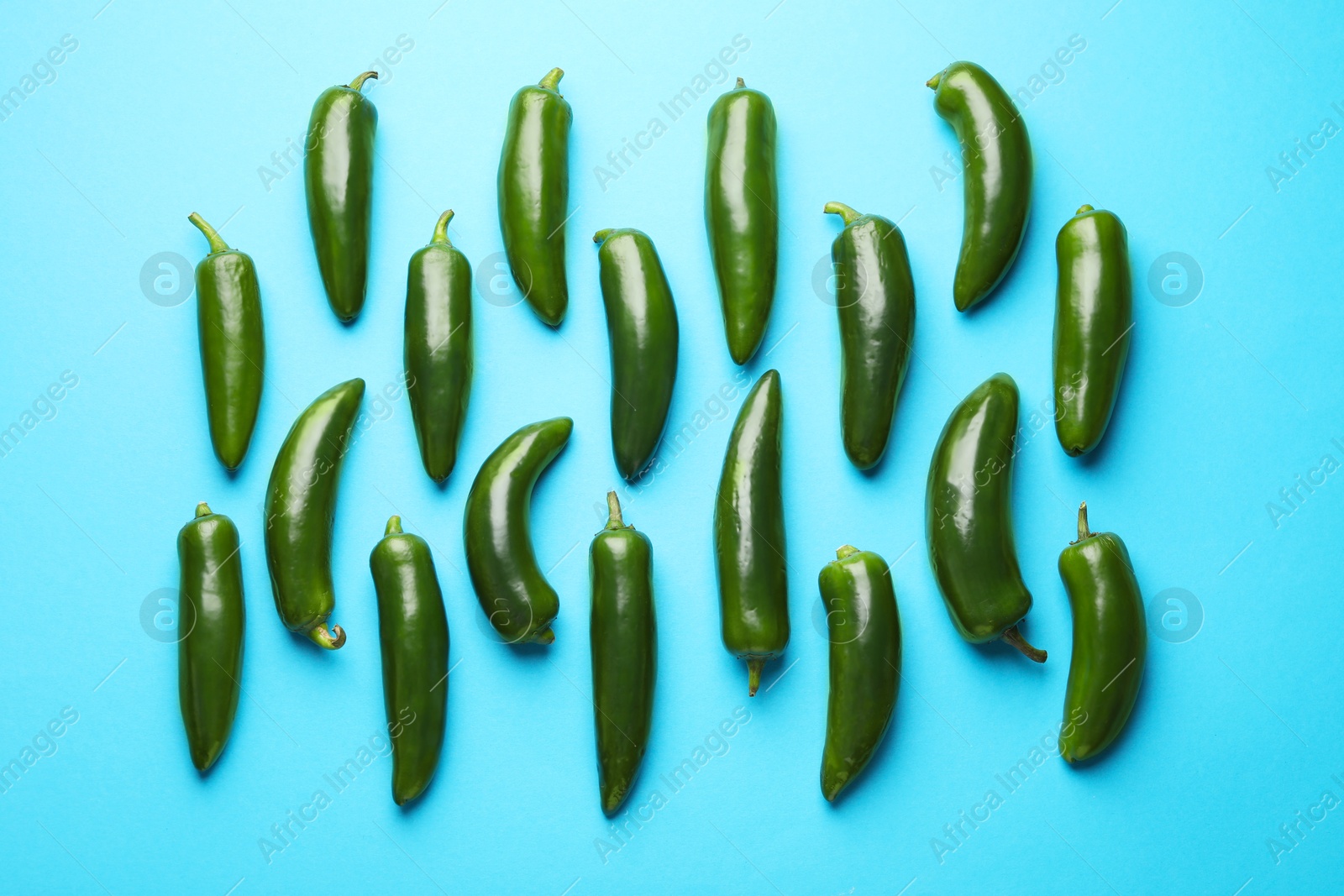 Green jalapeno peppers on light blue background, flat lay Photo of Green jalapeno peppers on light blue background, flat lay