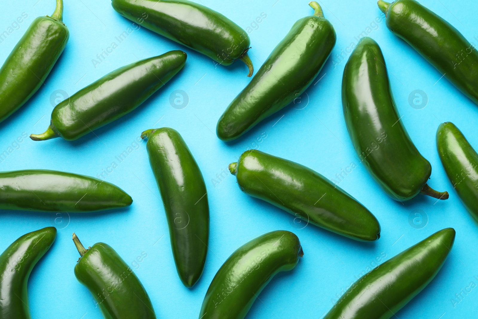 Green jalapeno peppers on light blue background, flat lay Photo of Green jalapeno peppers on light blue background, flat lay