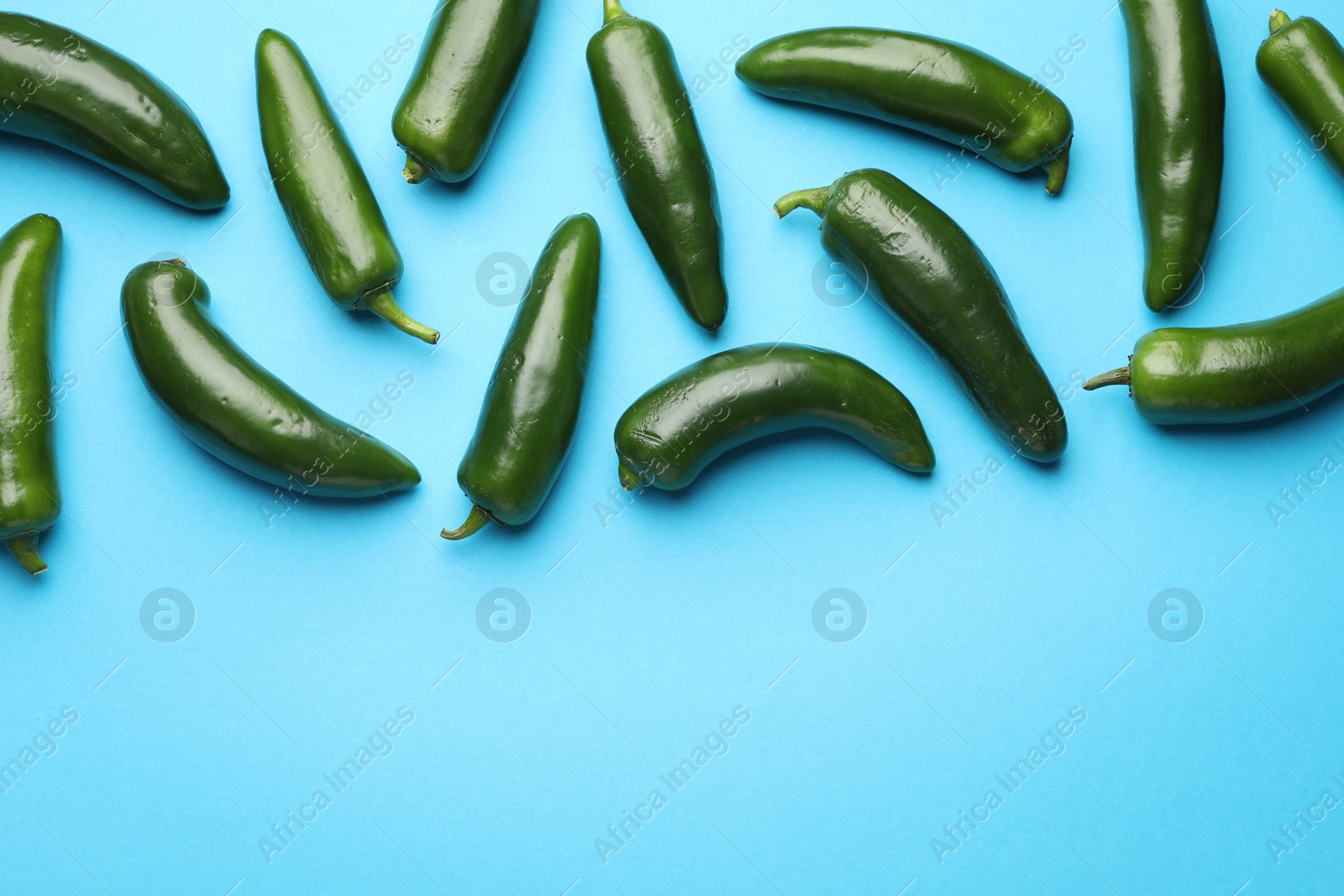 Green jalapeno peppers on light blue background, flat lay. Space for text Photo of Green jalapeno peppers on light blue background, flat lay. Space for text