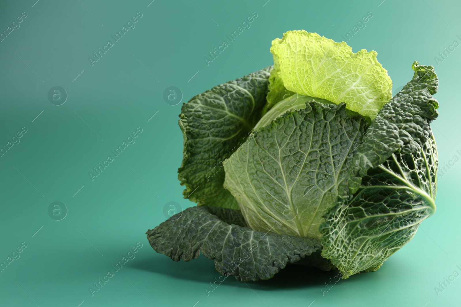 Photo of One fresh Savoy cabbage on teal background, closeup. Space for text