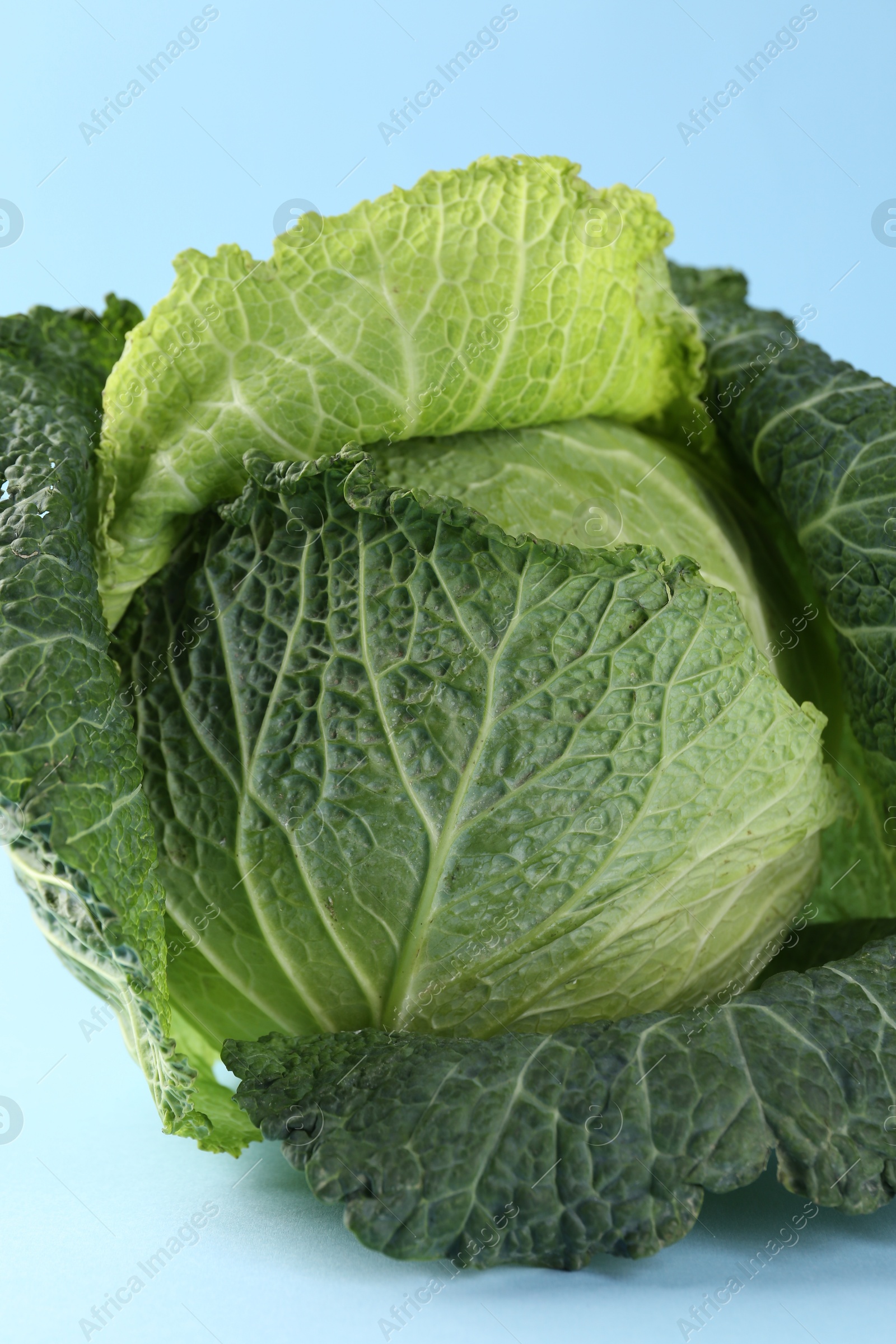 Photo of One fresh Savoy cabbage on light blue background, closeup