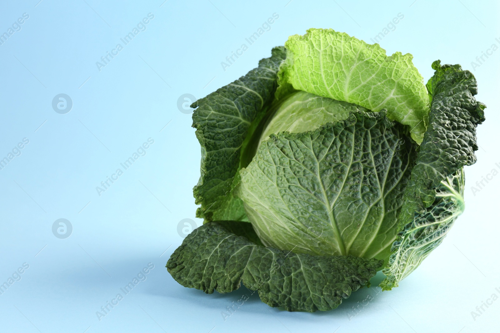 Photo of One fresh Savoy cabbage on light blue background