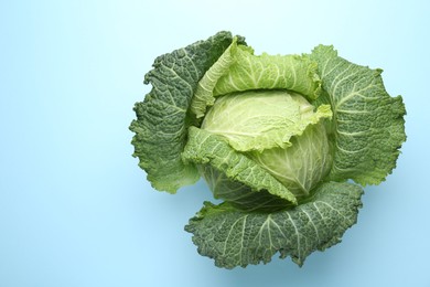 Photo of One fresh Savoy cabbage on light blue background, top view. Space for text