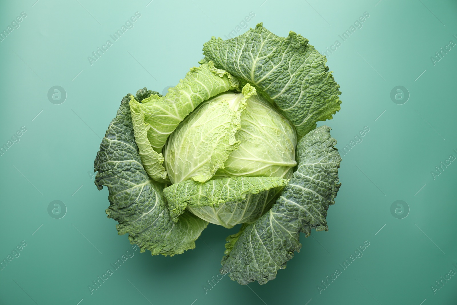 Photo of One fresh Savoy cabbage on green background, top view
