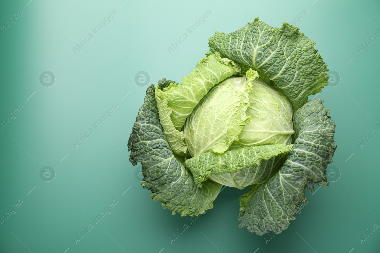 Photo of One fresh Savoy cabbage on green background, top view. Space for text