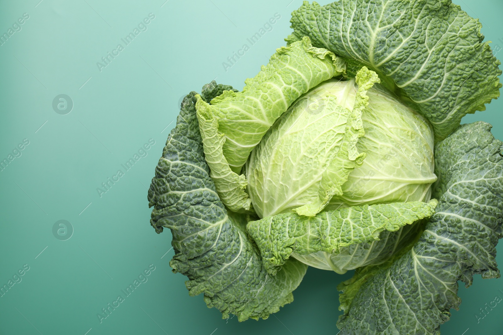 Photo of One fresh Savoy cabbage on green background, top view. Space for text