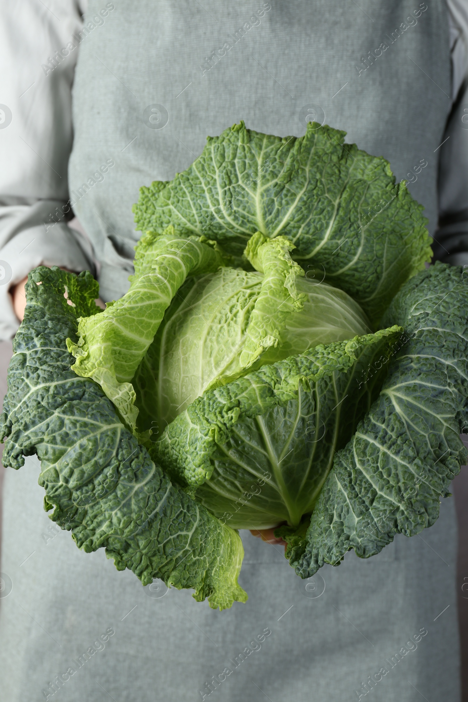 Woman holding fresh Savoy cabbage, closeup view Photo of Woman holding fresh Savoy cabbage, closeup view