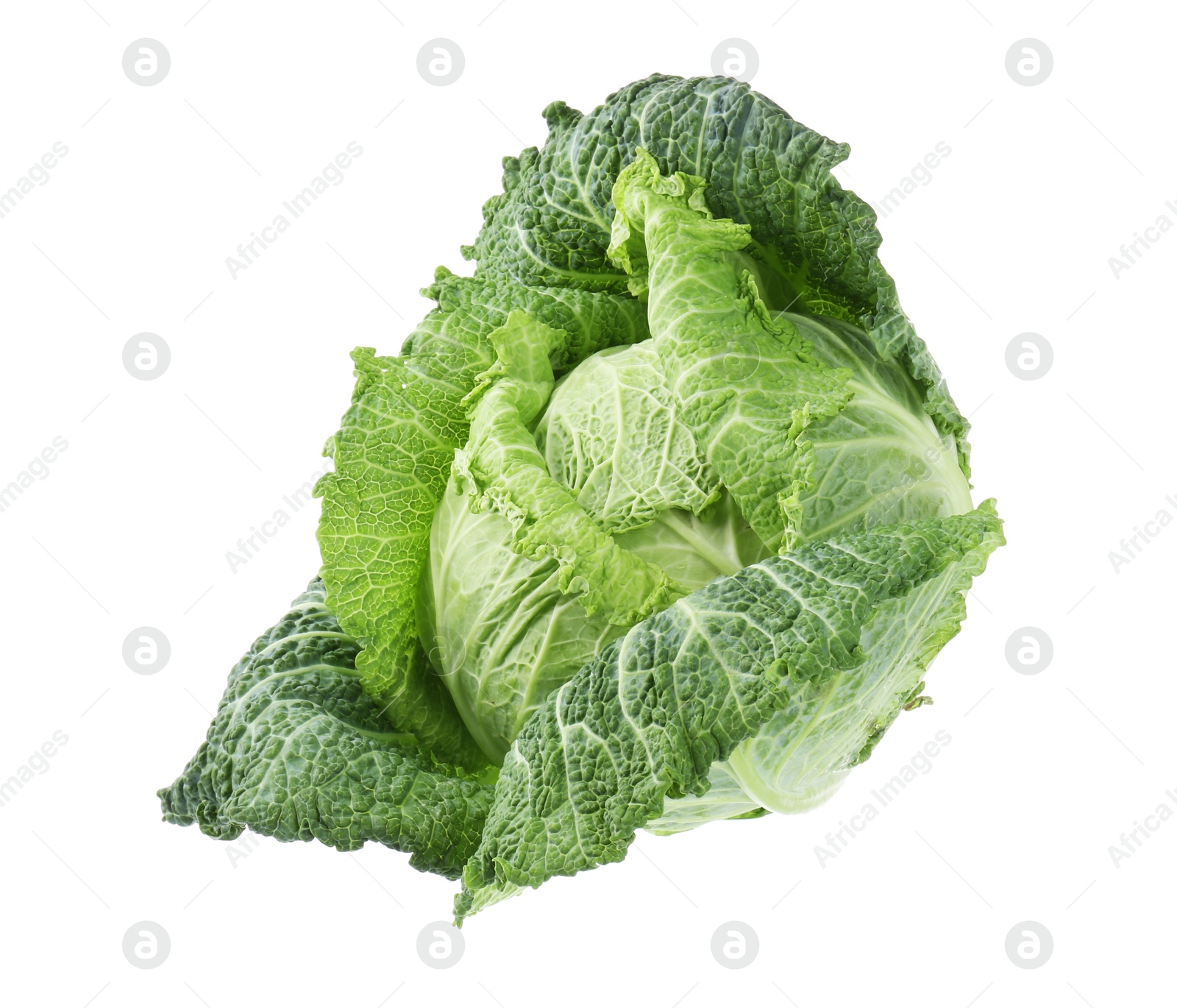 Photo of One fresh Savoy cabbage isolated on white