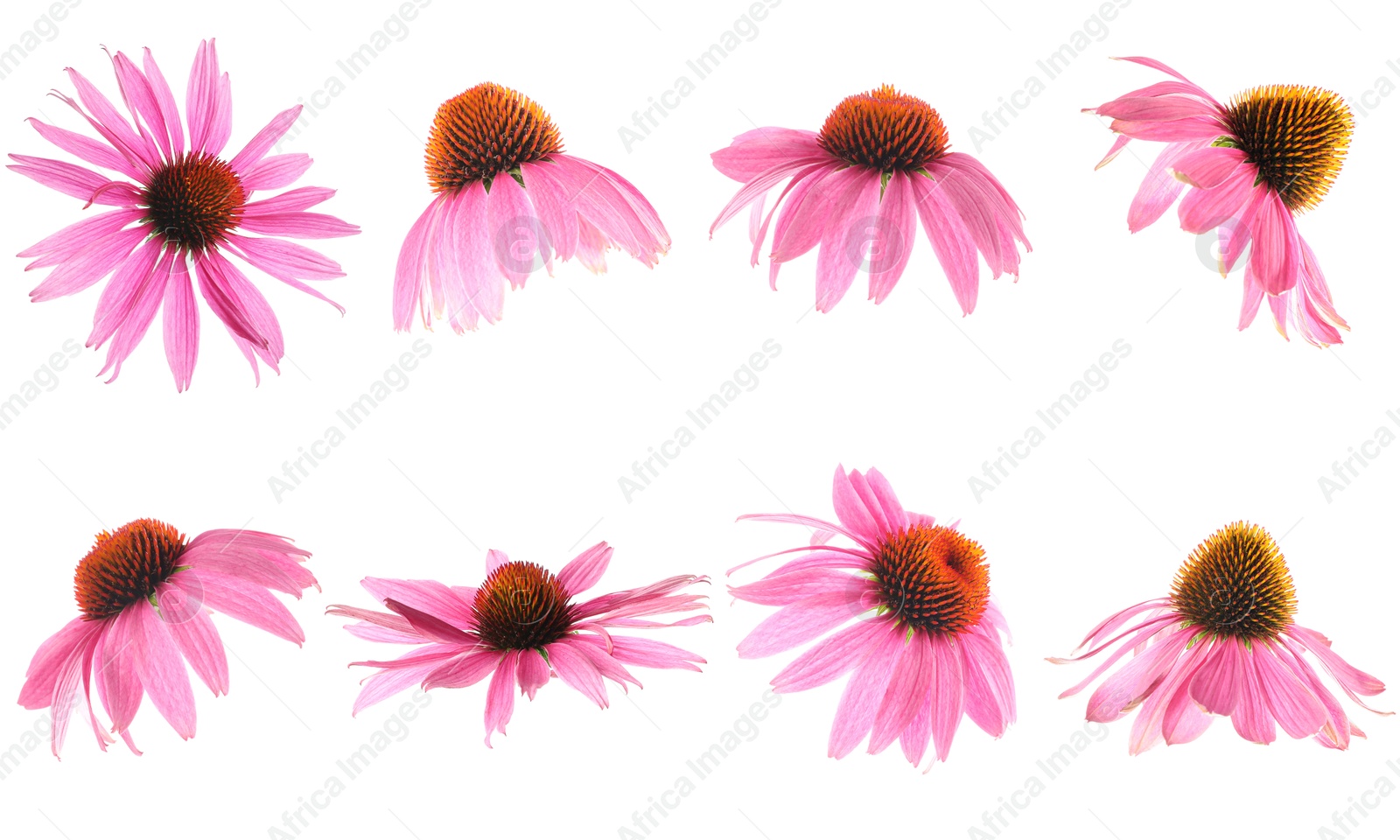 Image of Pink Echinacea flowers isolated on white, set