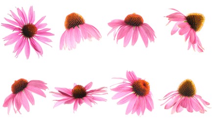 Image of Pink Echinacea flowers isolated on white, set