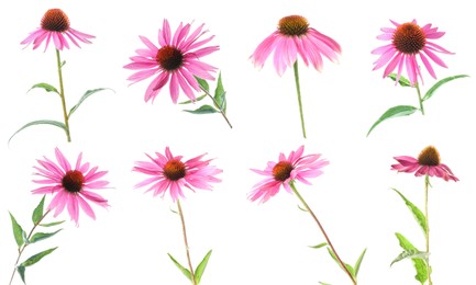 Image of Pink Echinacea flowers isolated on white, set
