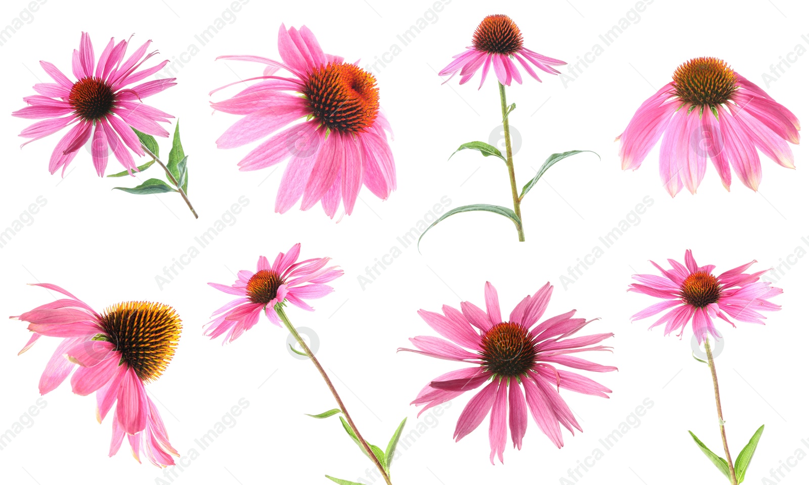 Image of Pink Echinacea flowers isolated on white, set