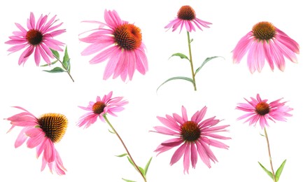 Image of Pink Echinacea flowers isolated on white, set