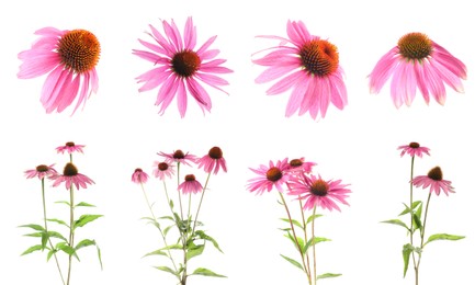 Image of Pink Echinacea flowers isolated on white, set
