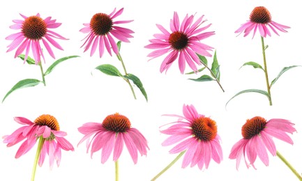 Image of Pink Echinacea flowers isolated on white, set