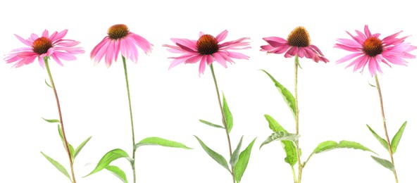 Image of Pink Echinacea flowers isolated on white, set