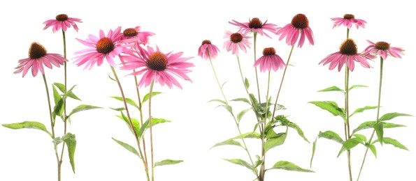 Image of Pink Echinacea flowers isolated on white, set