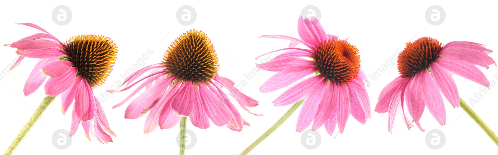 Image of Pink Echinacea flowers isolated on white, set