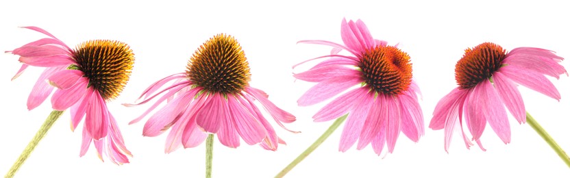 Image of Pink Echinacea flowers isolated on white, set