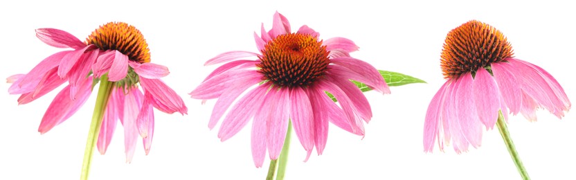 Image of Pink Echinacea flowers isolated on white, set