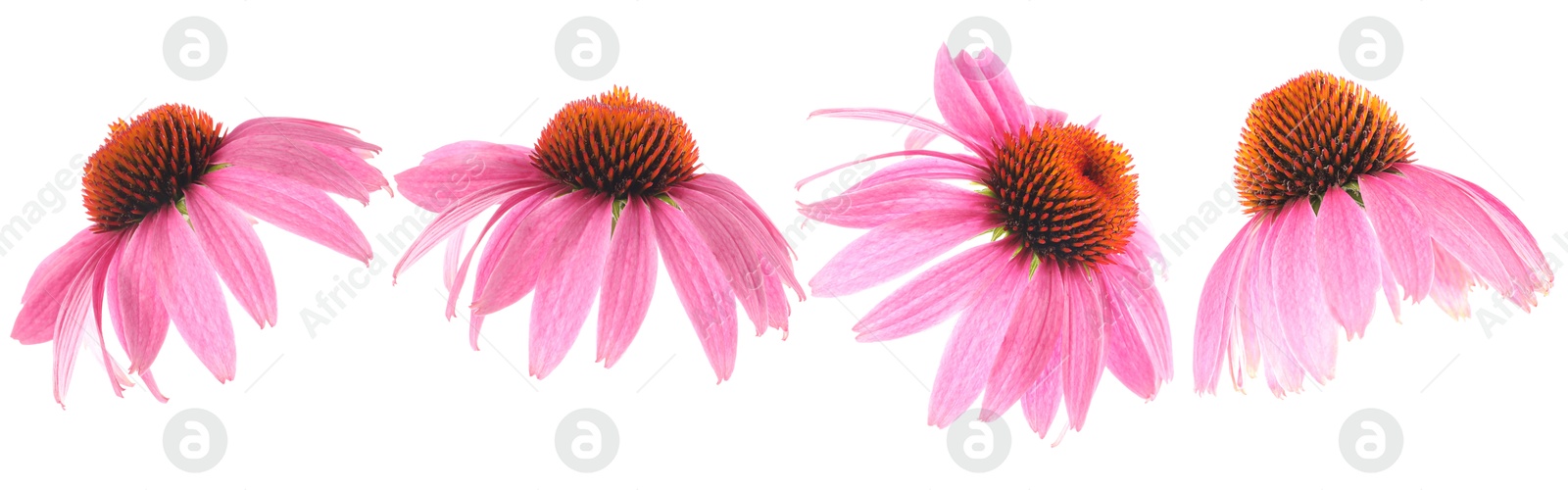 Image of Pink Echinacea flowers isolated on white, set