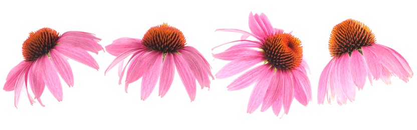 Image of Pink Echinacea flowers isolated on white, set
