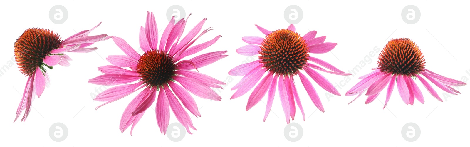 Image of Pink Echinacea flowers isolated on white, set