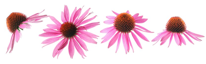 Image of Pink Echinacea flowers isolated on white, set