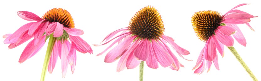 Image of Pink Echinacea flowers isolated on white, set