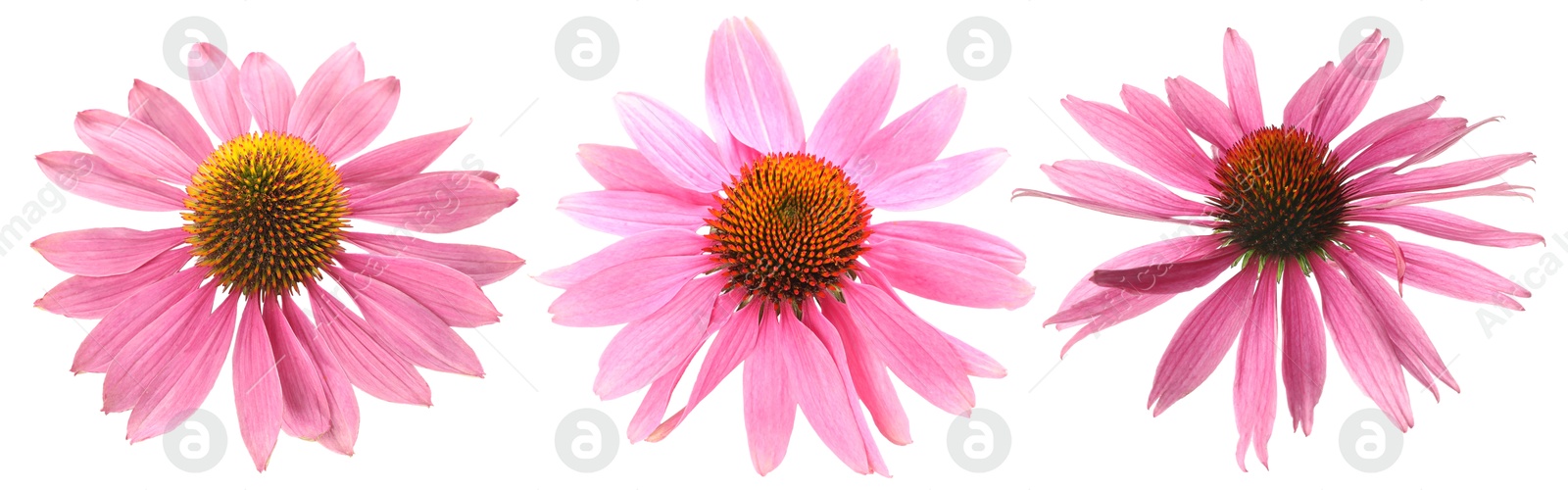 Image of Pink Echinacea flowers isolated on white, set