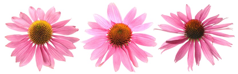 Image of Pink Echinacea flowers isolated on white, set