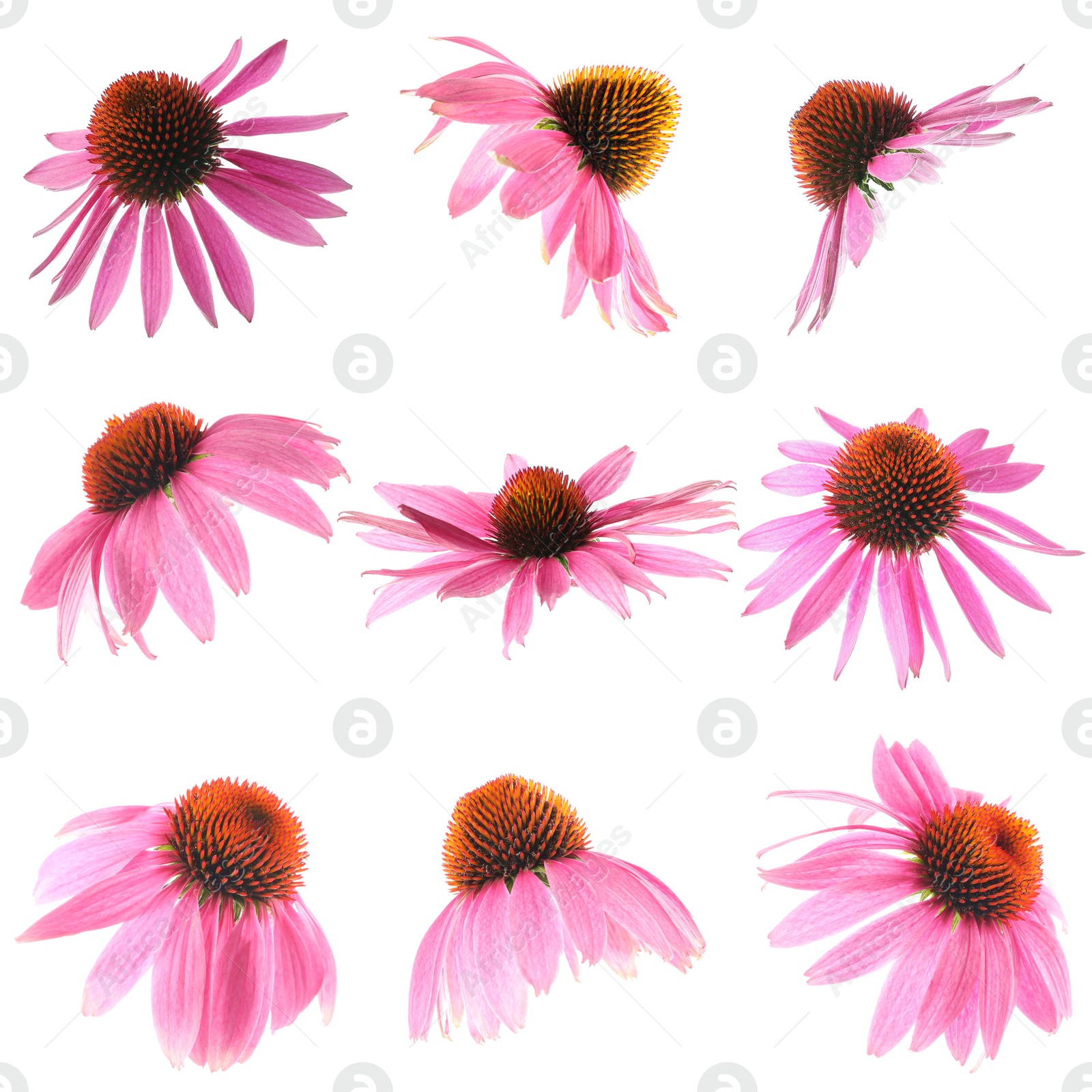 Image of Pink Echinacea flowers isolated on white, set