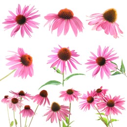 Image of Pink Echinacea flowers isolated on white, set