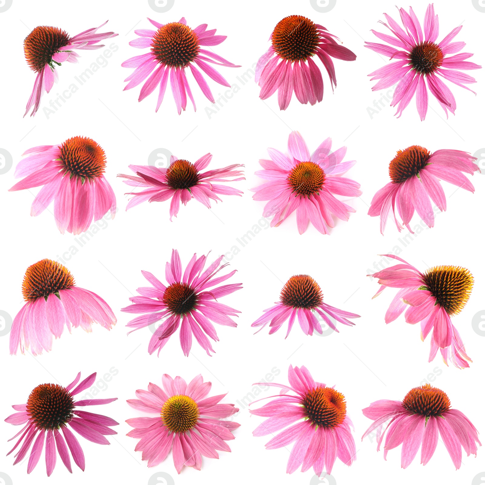Image of Pink Echinacea flowers isolated on white, set