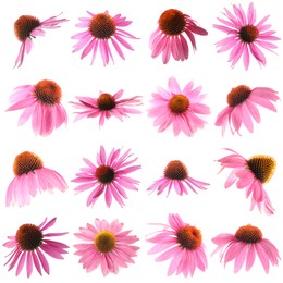 Image of Pink Echinacea flowers isolated on white, set