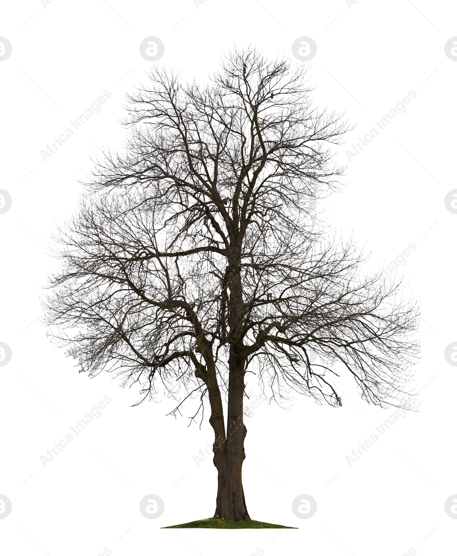 Image of Tree with bare branches isolated on white