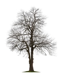 Image of Tree with bare branches isolated on white